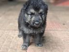 German Shepherd Puppies