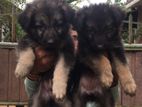 German Shepherd Puppies