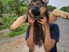 German Shepherd Puppies