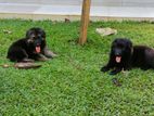 German Shepherd Puppies