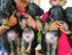 German Shepherd Puppies
