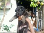 German shepherd Puppies