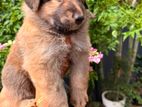 German Shepherd Puppies