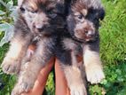 German Shepherd Puppies