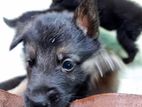 German Shepherd Puppies