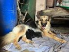 German Shepherd Puppies