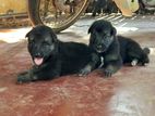 German Shepherd Puppies