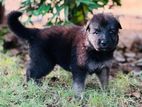 German Shepherd Puppies