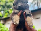 German Shepherd Puppies