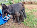 German Shepherd Puppies