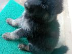 German Shepherd Puppies