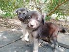 German Shepherd Puppies
