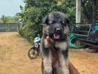 German Shepherd Puppies