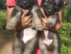 German Shepherd Puppies – Galle