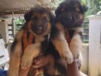 German Shepherd Puppies