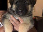 German Shepherd Puppies