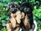 German Shepherd Puppies