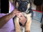 German Shepherd Puppies