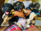 German Shepherd Puppies Kasl Registered Long Coat Imported Bloodline