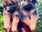 German Shepherd Puppies ( Long Coat )