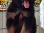 German Shepherd Puppies Long Cort