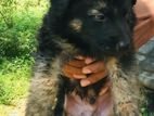 German Shepherd Puppies