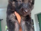 German Shepherd Puppies