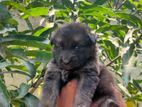 German Shepherd Male Puppies