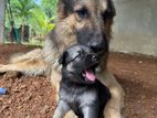 German Shepherd Puppies