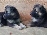 German Shepherd Puppies