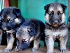 German Shepherd Puppies