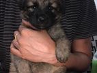 German Shepherd Puppies
