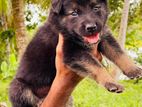 German Shepherd Puppies