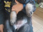 German Shepherd Puppies