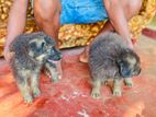 German Shepherd Puppies