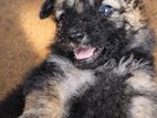German Shepherd Puppy