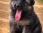 German Shepherd Puppy