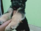 German Shepherd Puppy