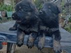 German Shepherd Puppies