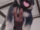 German Shepherd Puppy