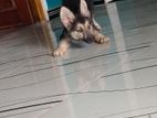 German shepherd puppy