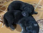 German Shepherd Puppy