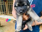 German Shepherd Puppy