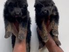 German Shepherd Puppy