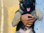 German Shepherd Puppy