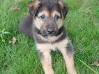 German Shepherd (puppy)