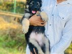 German Shepherd Puppy