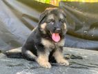 German Shepherd Puppy