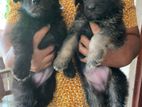 German Shepherd Puppy