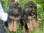 German Shepherd Puppy
